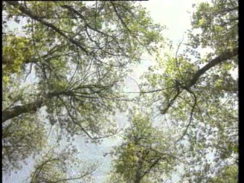 Barış Manço - Dağlar Dağlar Mp3 İndir