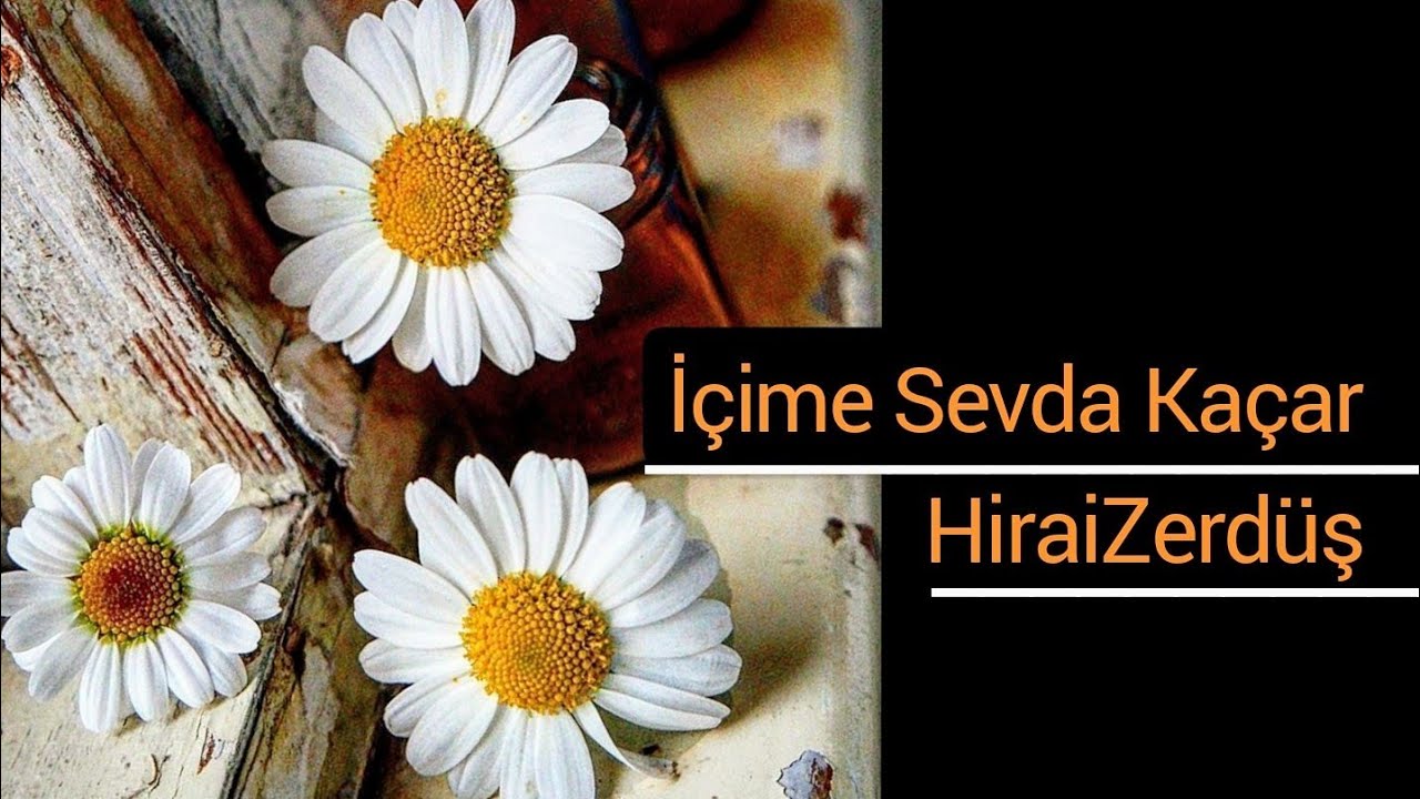 İçime sevda kaçar - HiraiZerdüş Mp3 İndir